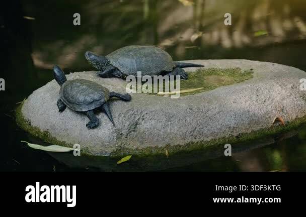 Flat Stone Turtle Shell Two freshwater turtles resting on flat stone in calm pond, dark shells ...