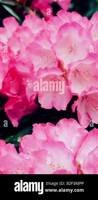 Close-up view of bright pink flowers growing in a garden during spring ...
