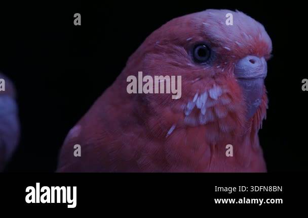 Visual Reference: A Video Of Two Lovebirds Under Uv Light Against A