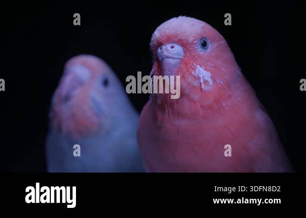 Photo inspiration: A Video Of Two Lovebirds Under Uv Light Against A Photo Inspiration