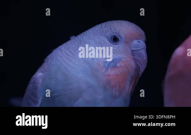 Photo inspiration: Uv Lighting For Lovebirds Reference: A Video Of Two Lovebirds Under Uv Light Against A