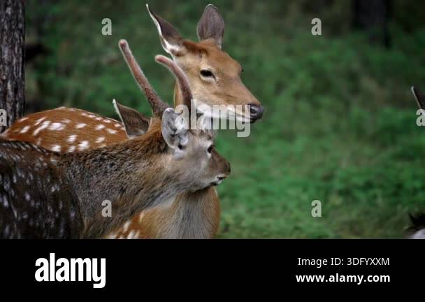 male deer and female deer kiss in the mating season. Roe deer ...