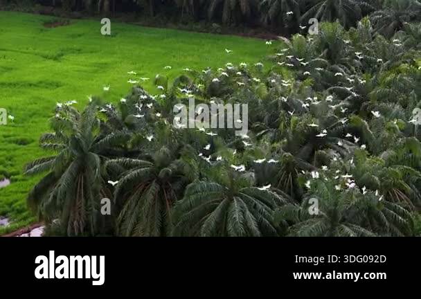 Flock of white birds are flying over a lush green field. The birds are ...