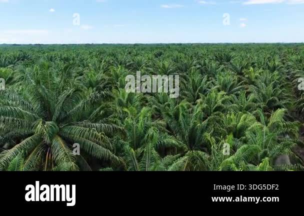 Expansive aerial footage flying over a vast palm oil plantation. Green ...