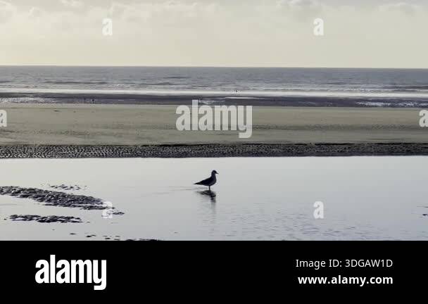 Golden sunset over Authie Bay, France at low tide with reflective tidal ...