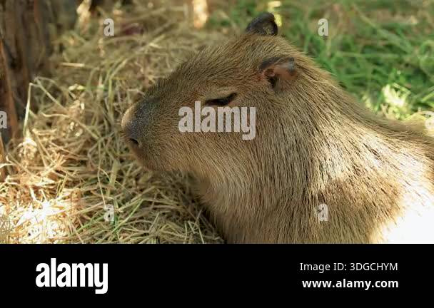 Capybara Resting Calmly In Natural Habitat Peaceful Capybara Resting 