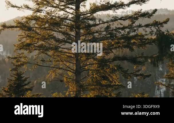 Backdrop warm textured tree Stock Videos & Footage - HD and 4K Video ...