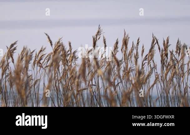 Wind Through Reeds 4K video of reeds gently moving in the wind on a winter river. Dry ...