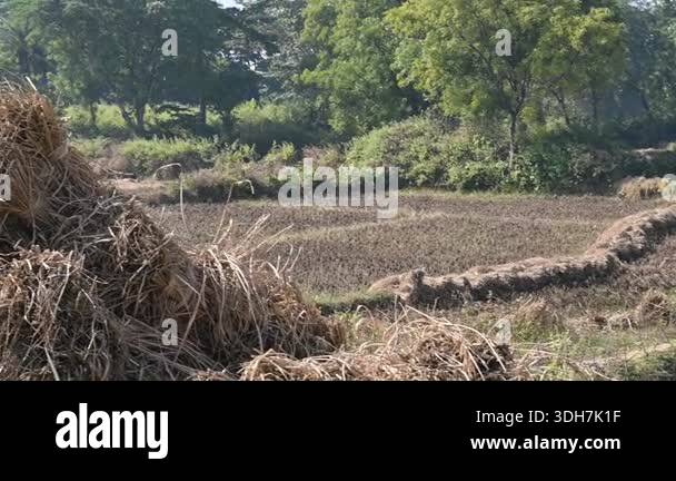 Rice stalk tied up bundle in the field. Agriculture paddy crop stack ...