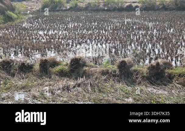 Rice stalk tied up bundle in the field. Agriculture paddy crop stack ...