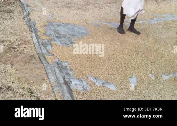 Hand Winnowing the Chaff from rice Grains. Winnowing done after ...