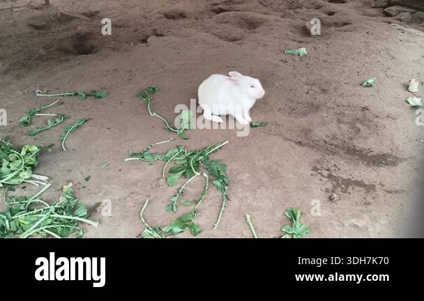 Scattered Rabbit Food A group of rabbits. They gather in their enclosure to eat scattered ...