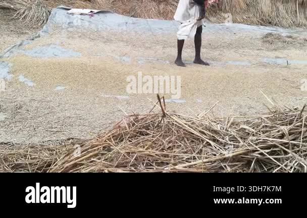Hand Winnowing the Chaff from rice Grains. Winnowing done after ...