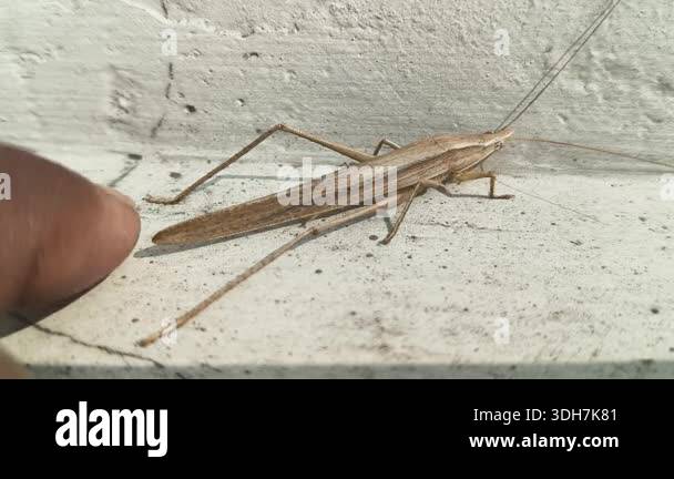 brown-tipped-conehead-katydid-resting-on-a-textured-white-wall-it-has