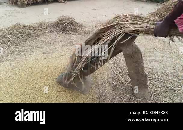 Stacking Rice Method Farmer Rice plants thrashed on the rock. To separate the grains, the ...