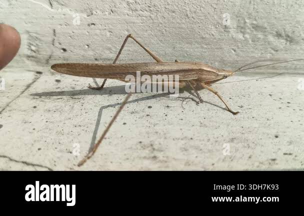brown-tipped-conehead-katydid-resting-on-a-textured-white-wall-it-has