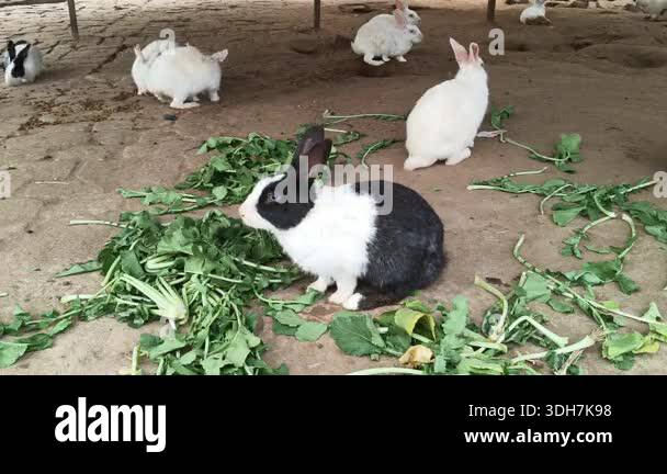 A group of rabbits. They gather in their enclosure to eat scattered ...