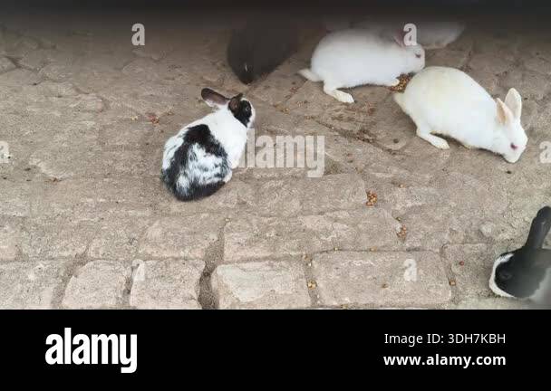 Scattered Rabbit Food A group of rabbits. They gather in their enclosure to eat scattered ...