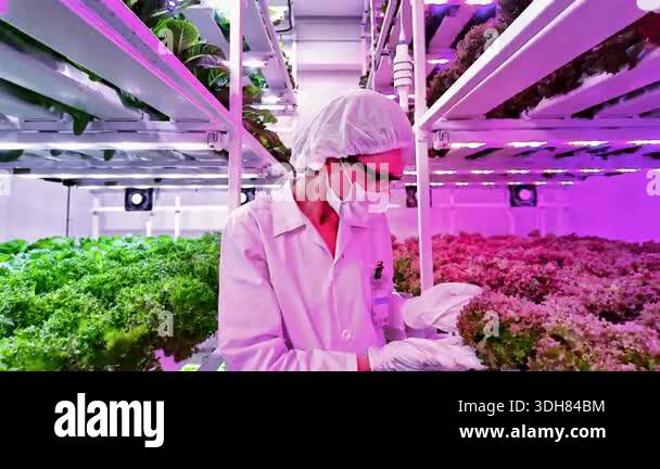 Scientist inspects leafy greens in a vertical hydroponic farm under LED ...