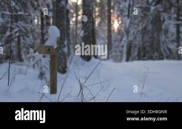 Exploring a snowy forest path with a signpost as the sun sets through ...