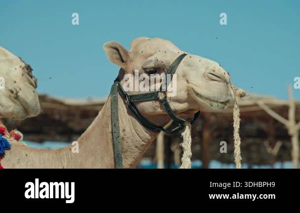 Camel Looped Rope Close-up portrait of camel with rope harness standing on sandy beach ...