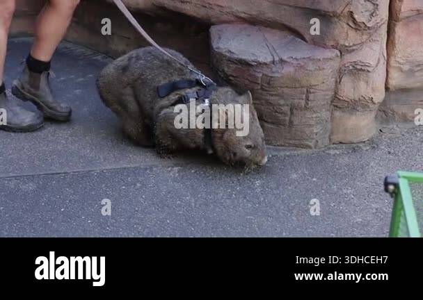 Person Riding Wombat Wombat being walked by a person Stock Video Footage - Alamy