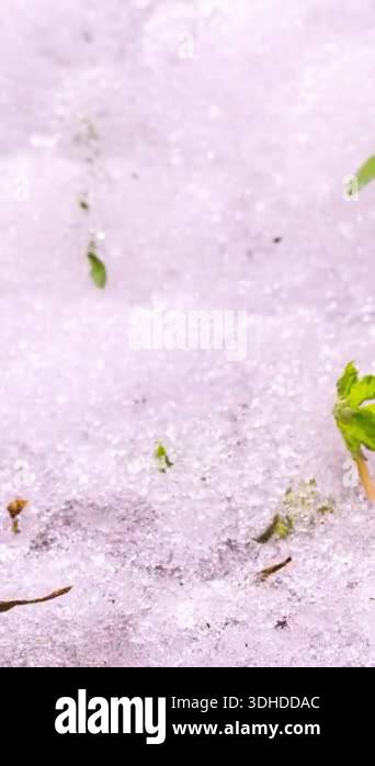 Vertical timelapse of snow melting fast on a spring meadow as nature ...
