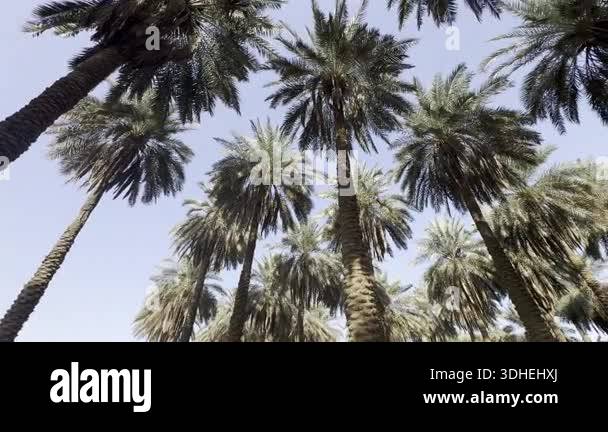 Palm Tree Rent Riyadh A panoramic view of Arabian palm trees from below, inside a palm farm ...
