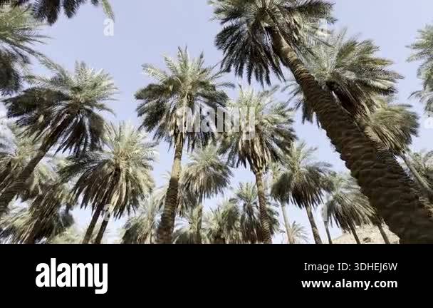 Palm Tree Rent Riyadh A panoramic view of Arabian palm trees from below, inside a palm farm ...