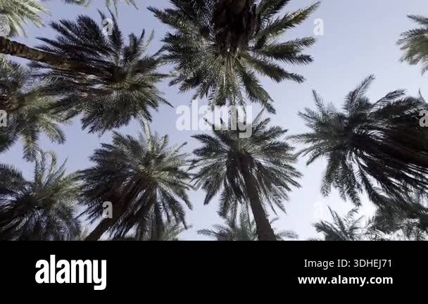 Palm Tree Rent Riyadh A panoramic view of Arabian palm trees from below, inside a palm farm ...