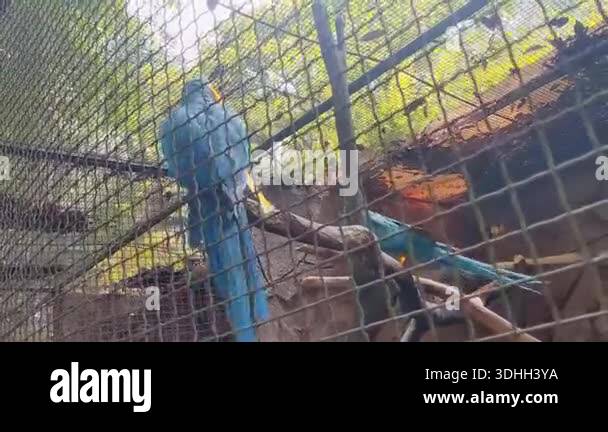 Image showcasing Vibrant Blue Macaws in a Captive Enclosure Showcasing Natural Beauty ...