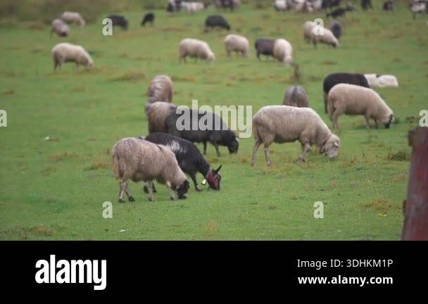 Large flock of black and white sheep grazing peacefully on a lush green ...