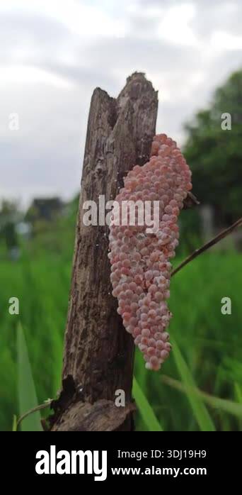 Kuhol In Rice Field Egg clusters of invasive golden snails cling to plants in rice fields ...