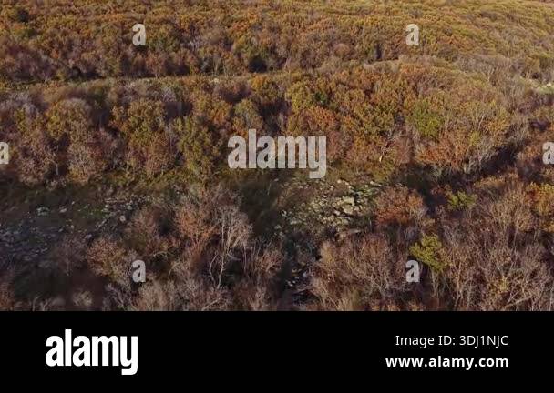 An aerial view showcases a dense forest of diverse trees showcasing ...