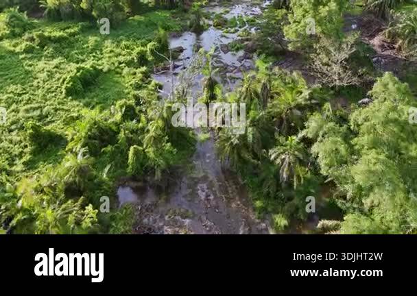 A river is flowing through a jungle with trees and plants. The water is ...
