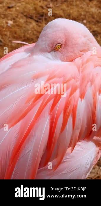 Flamingo Feather Texture Close Up Stock Videos Footage HD And 4K flamingo-feather-texture-close-up-stock-videos-footage-hd-and-4k