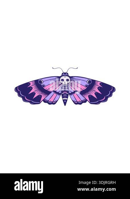 Moth Sound Animation spinning motion animation of image of a deaths head moth Stock Video ...
