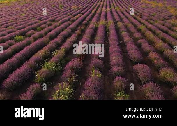 Drone landscape of a lavender field with purple flowers against a blue ...