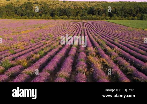 Drone landscape of a lavender field with purple flowers against a blue ...