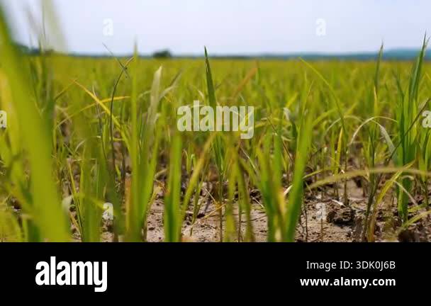 Close up of green rice ears swaying on vast fields. Agricultural ...