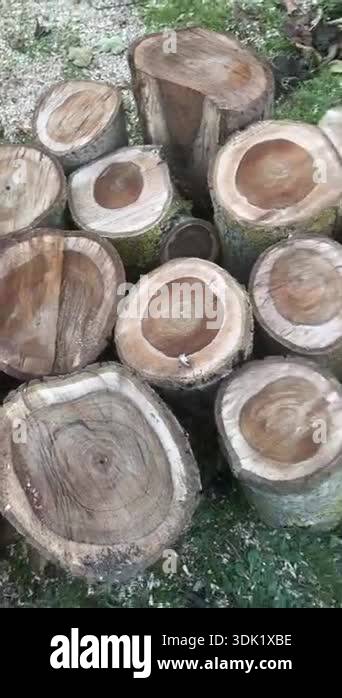 Natural wood tree texture Stock Videos & Footage - HD and 4K Video ...