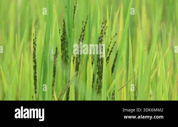 Black rice panicles in the field. Its common name is purple rice and ...