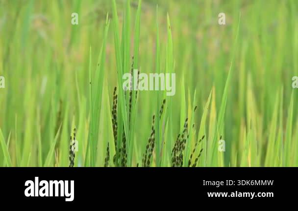 Black rice panicles in the field. Its common name is purple rice and ...