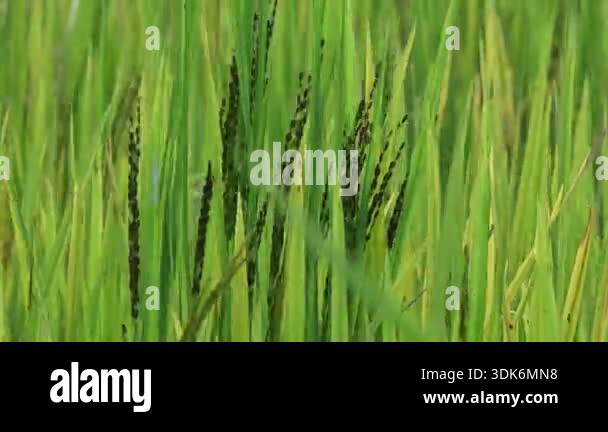 Black rice panicles in the field. Its common name is purple rice and ...