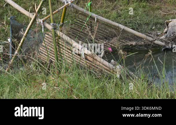 A traditional bamboo and mesh fishing trap is set in a narrow, flowing ...