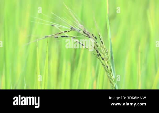 Black rice panicles in the field. Its common name is purple rice and ...