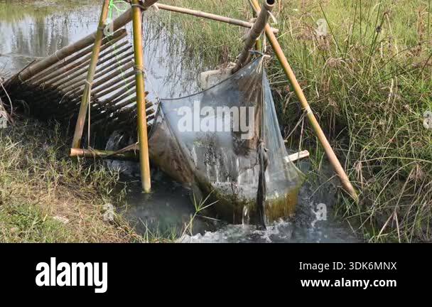 A traditional bamboo and mesh fishing trap is set in a narrow, flowing ...