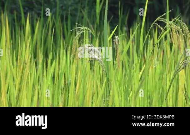 Black rice panicles in the field. Its common name is purple rice and ...