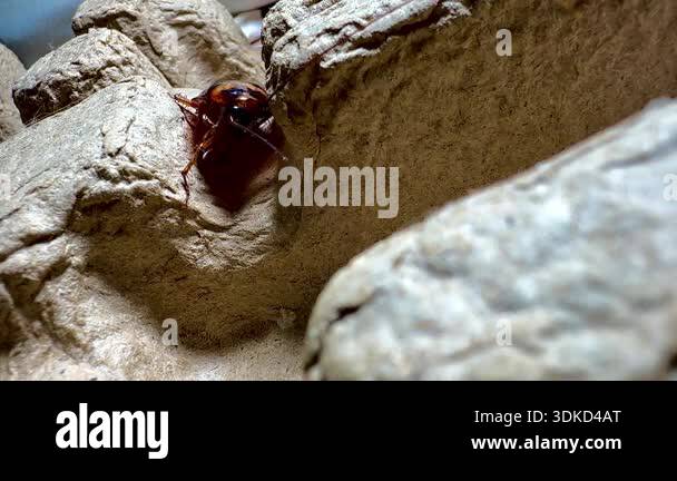 Ultra close-up macro photograph of a cockroach emerging from a paper ...