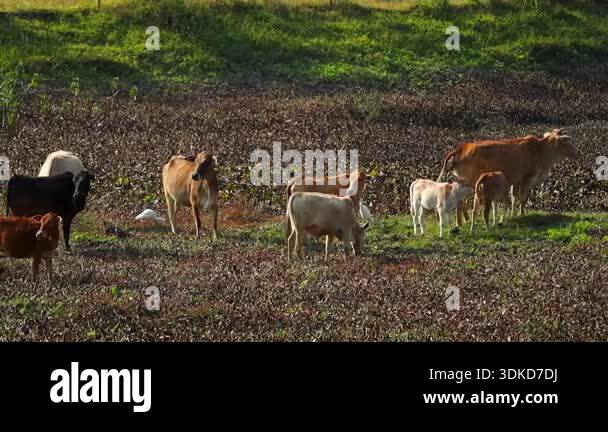 A group of cows and calves grazing freely in an open pasture covered ...